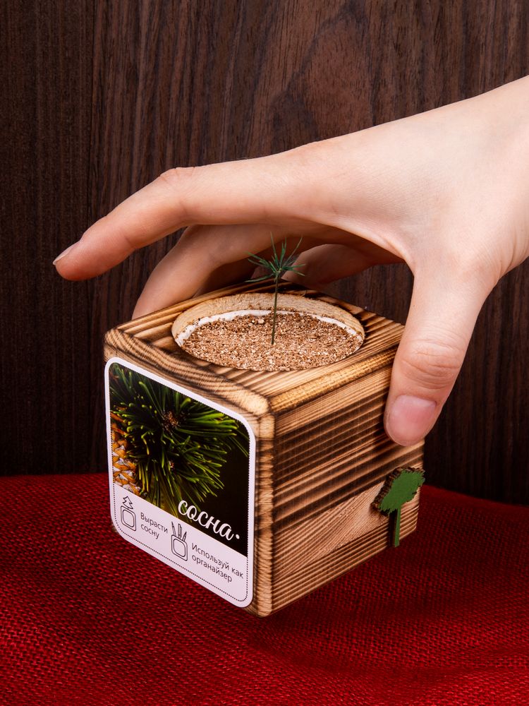 Набор для выращивания с органайзером «Экокуб Burn»