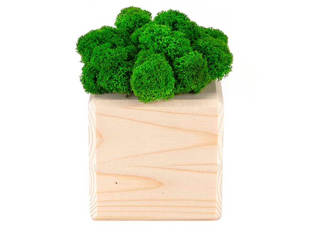 Композиция Мох в интерьере дерево, зеленый