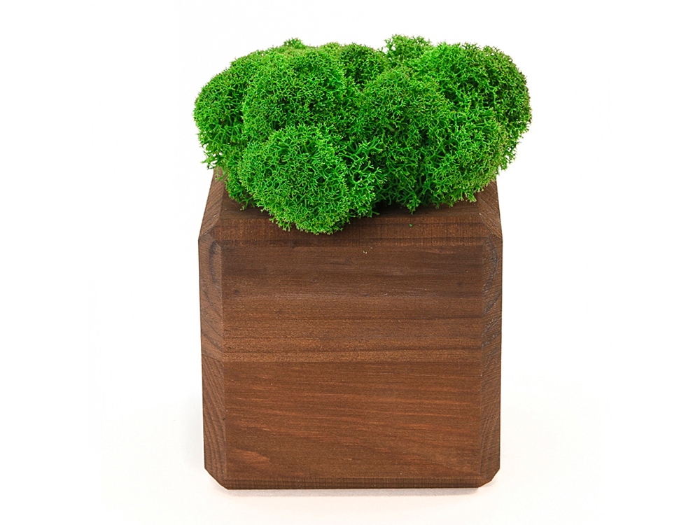 Композиция Мох в интерьере с логотипом OKTAUR | Print Logo