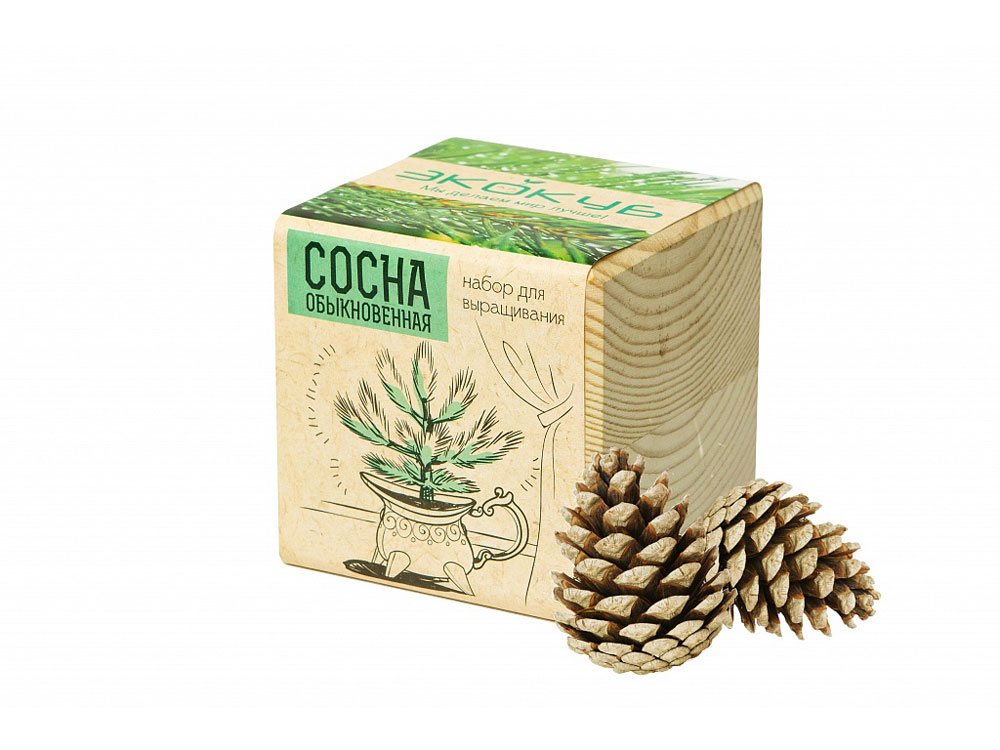 Набор для выращивания Сосна обыкновенная с логотипом  | Print Logo