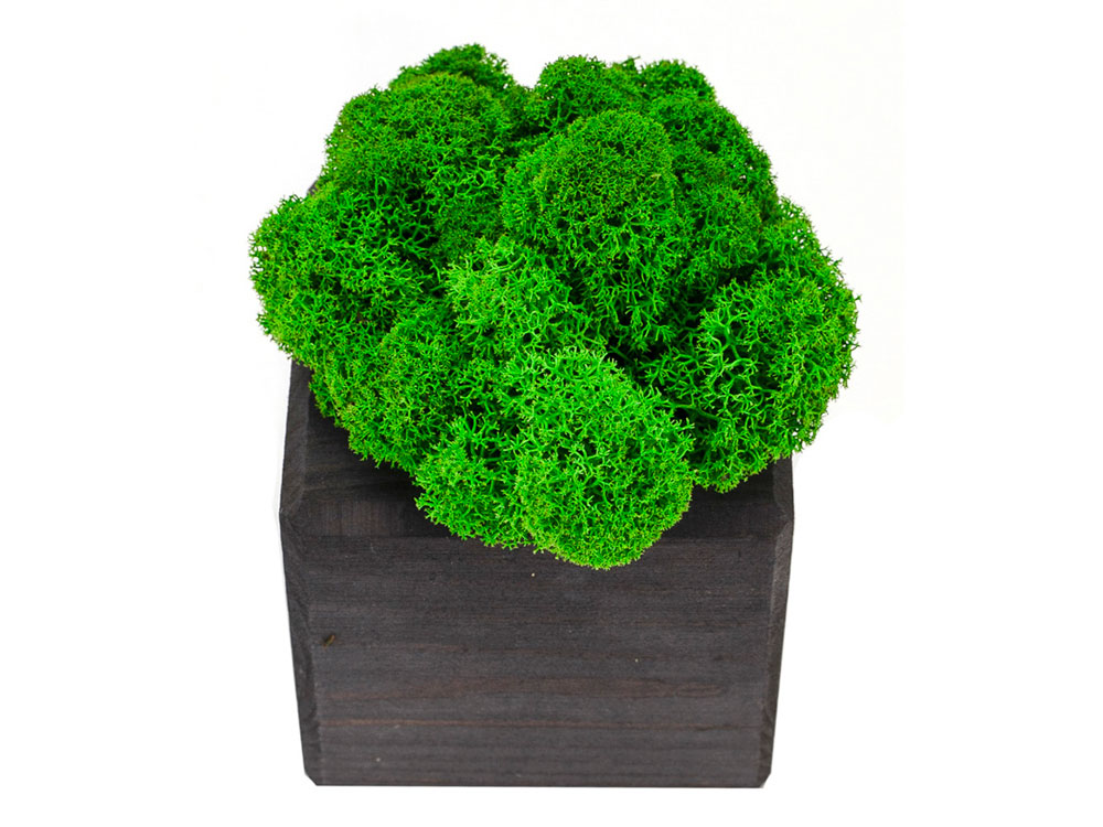 Композиция Мох в интерьере эбен, зеленый